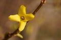 The revival of nature close-up photo of a sprig of forsythia Forsythia Lynwood