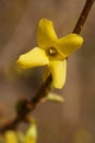 The revival of nature close-up photo of a sprig of forsythia Forsythia Lynwood