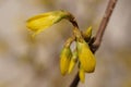 The revival of nature close-up photo of a sprig of forsythia Forsythia Lynwood