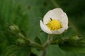 The revival of nature macro photo of strawberry flower Fragaria Vesca