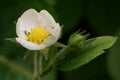 The revival of nature macro photo of strawberry flower Fragaria Vesca