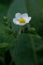 The revival of nature macro photo of strawberry flower? Fragaria Vesca