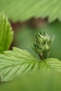 The revival of nature macro photo of strawberry flowers buds Fragaria Vesca