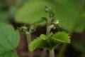 The revival of nature macro photo of strawberry flowers buds Fragaria Vesca