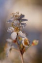 The revival of nature photo with a branch of cherry plum flowers Prunus cerasifera