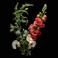 Revived Art Forms: Nature-inspired Flower Installations On Black Background