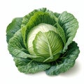 Reviving Tradition: The Melancholic Tale of Cabbage Head and Gre Royalty Free Stock Photo