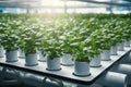 Revolutionary Hydroponics Method: Growing Plants Soillessly with Nutrient Solutions
