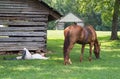 Revolutionary War Reenactor and Horse Royalty Free Stock Photo