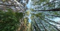 Revolve and rotate and Looking up into pinery forest. Trees growing in the sky