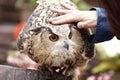 Reward to an owl Royalty Free Stock Photo