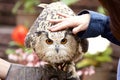 Reward to an owl. Royalty Free Stock Photo