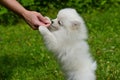 Rewarding puppy for good behavior. Royalty Free Stock Photo