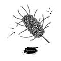 Rewarewa vector drawing. Isolated medical flower. Herbal Royalty Free Stock Photo