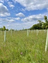 Rewilding a Surrey woodland Royalty Free Stock Photo