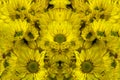 Reworked photo from Yellow Chrysanthemum flowers Royalty Free Stock Photo