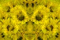 Reworked photo from Yellow Chrysanthemum flowers Royalty Free Stock Photo