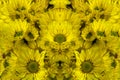 Reworked photo from Yellow Chrysanthemum flowers. Abstract photo