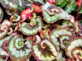 Rex begonias growing inside Montreal Garden