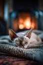 Rex Cat Sleeping by the Fireplace Royalty Free Stock Photo
