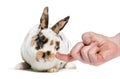 Rex Dalmatian Rabbit being petted against white background Royalty Free Stock Photo