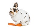 Rex Dalmatian Rabbit holding carrot against white background