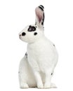 Rex Dalmatian Rabbit isolated on white