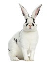 Rex Dalmatian Rabbit isolated on white
