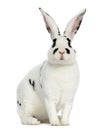 Rex Dalmatian Rabbit isolated on white Royalty Free Stock Photo
