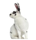 Rex Dalmatian Rabbit isolated on white Royalty Free Stock Photo