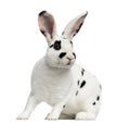 Rex Dalmatian Rabbit isolated on white Royalty Free Stock Photo