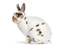 Rex Dalmatian Rabbit, sitting against white background Royalty Free Stock Photo