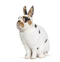 Rex Dalmatian Rabbit, sitting against white background Royalty Free Stock Photo