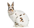 Rex Dalmatian Rabbit, sitting against white background Royalty Free Stock Photo
