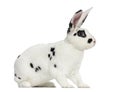 Rex Dalmatian Rabbit sitting and isolated on white Royalty Free Stock Photo