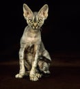 REX DEVON CAT, ADULT SITTING AGAINST BLACK BACKGROUND