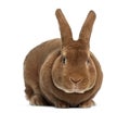 Rex rabbit facing Royalty Free Stock Photo