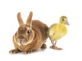 Rex rabbit and gosling in studio Royalty Free Stock Photo