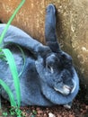 Rex rabbit /oryctolagus cuniculus