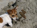 Rexa on the beach Royalty Free Stock Photo