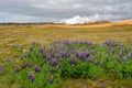 Reykjanes geothermal power station Royalty Free Stock Photo