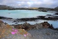 Flowers Blooming at the Blue Lagoon in the Lava Fields on the Reykjanes Peninsula near Grindavik, South Western Iceland