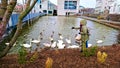 woman feeding ducks, swans, geese, and other birds in the pond next to the Iceland Parliament on the shore with a bridge