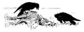 Reynard the Fox: Tricking the Crows vintage illustration