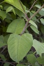 Reynoutria japonica shrub