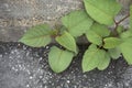 Reynoutria japonica shrub Royalty Free Stock Photo