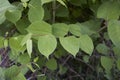 Reynoutria japonica shrub Royalty Free Stock Photo