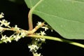 Reynoutria japonica, synonyms Fallopia japonica, Japanese Knotweed