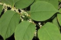 Reynoutria japonica, synonyms Fallopia japonica, Japanese Knotweed