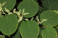 Reynoutria japonica, synonyms Fallopia japonica, Japanese Knotweed